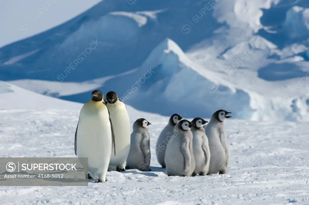 antarctica, weddell sea, snow hill island, emperor penguins aptenodytes forsteri, adults with chicks on fast ice