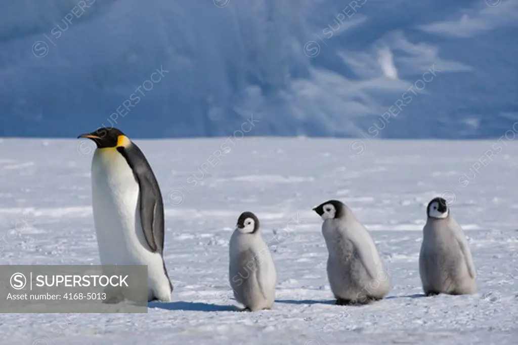 antarctica, weddell sea, snow hill island, emperor penguins aptenodytes forsteri, adult with chicks on fast ice