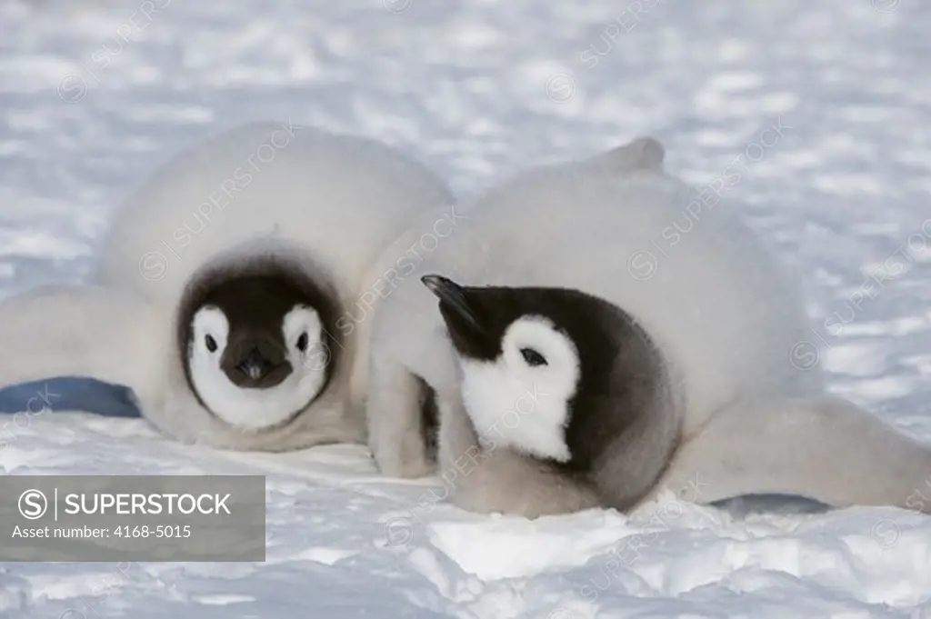 antarctica, weddell sea, snow hill island, emperor penguin colony aptenodytes forsteri, chicks on ice