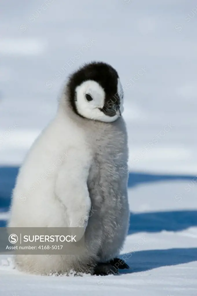 antarctica, weddell sea, snow hill island, emperor penguin colony aptenodytes forsteri, close-up ofchick