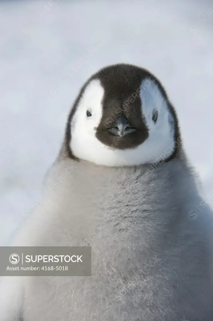 antarctica, weddell sea, snow hill island, emperor penguin colony aptenodytes forsteri, close-up ofchick