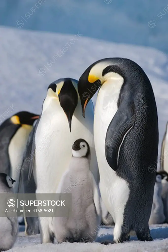 antarctica, weddell sea, snow hill island, emperor penguins aptenodytes forsteri,  colony, couple with chick