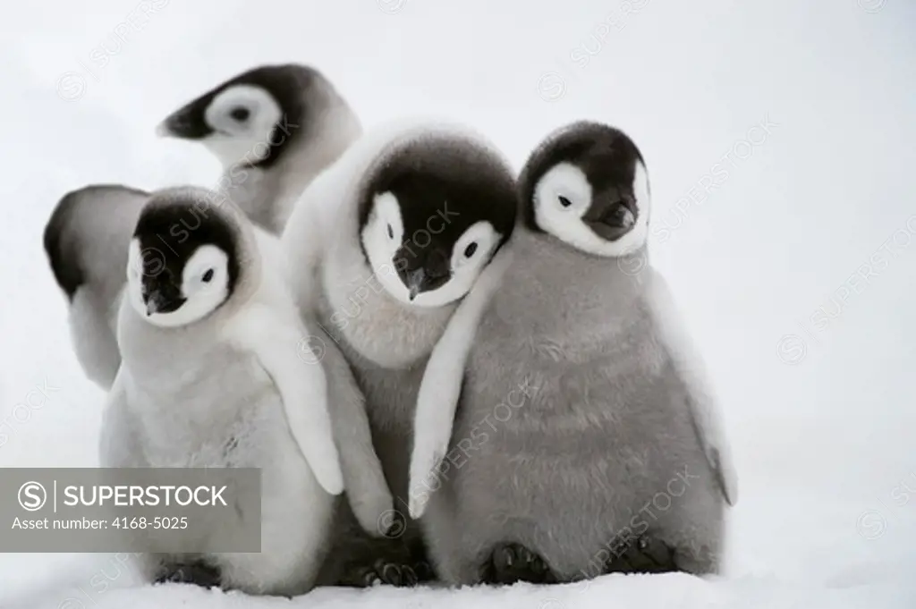 antarctica, weddell sea, snow hill island, emperor penguins aptenodytes forsteri, chicks