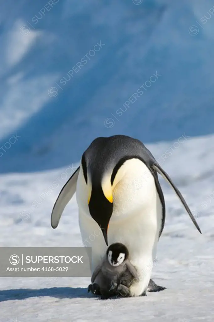 antarctica, weddell sea, snow hill island, emperor penguins aptenodytes forsteri, adult with chick on feet