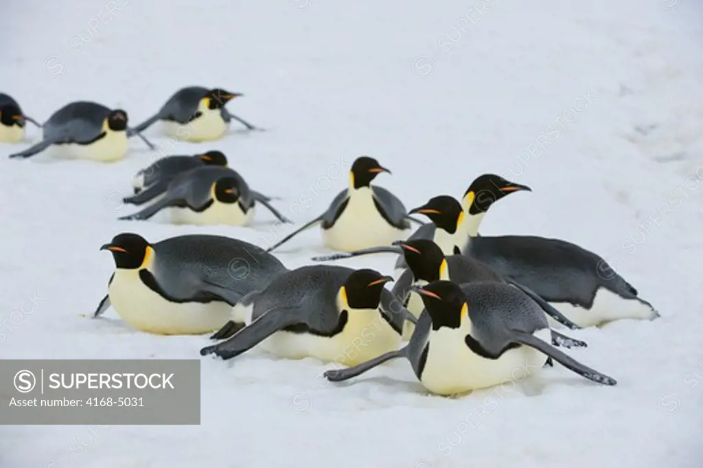 antarctica, weddell sea, snow hill island, emperor penguins aptenodytes forsteri, adult penguins tobogganing over ice