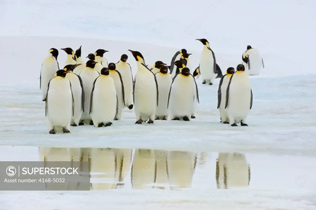 antarctica, weddell sea, snow hill island, emperor penguins aptenodytes forsteri on fast ice, reflections