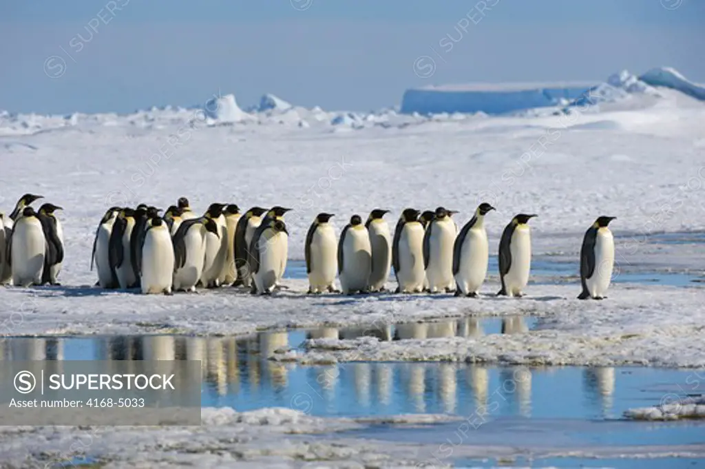 antarctica, weddell sea, snow hill island, group of emperor penguins aptenodytes forsteri on fast ice on the way to colony