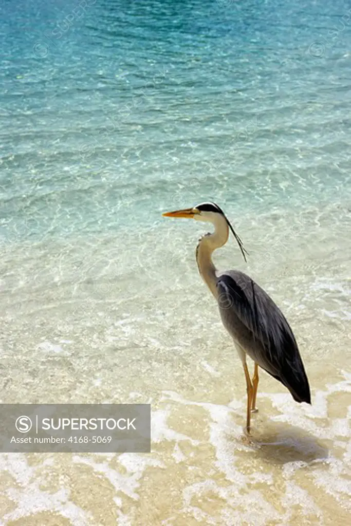 maldives, taj coral reef resort, beach, grey heron (ardea cinerea)
