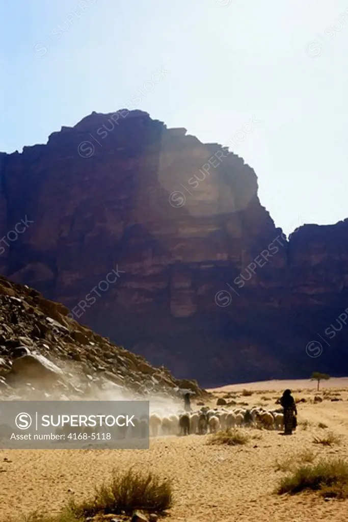 jordan, wadi rum, bedouin with goats and sheep at lawerence's spring, dust