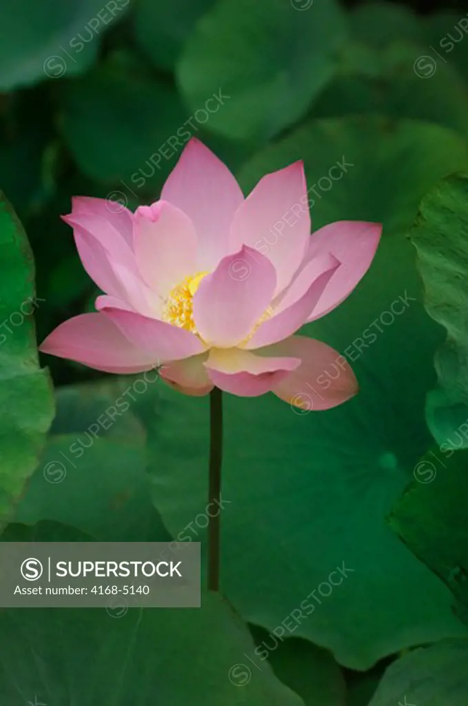 cambodia, siem reap, grand hotel d'angkor, lotus plant, flower