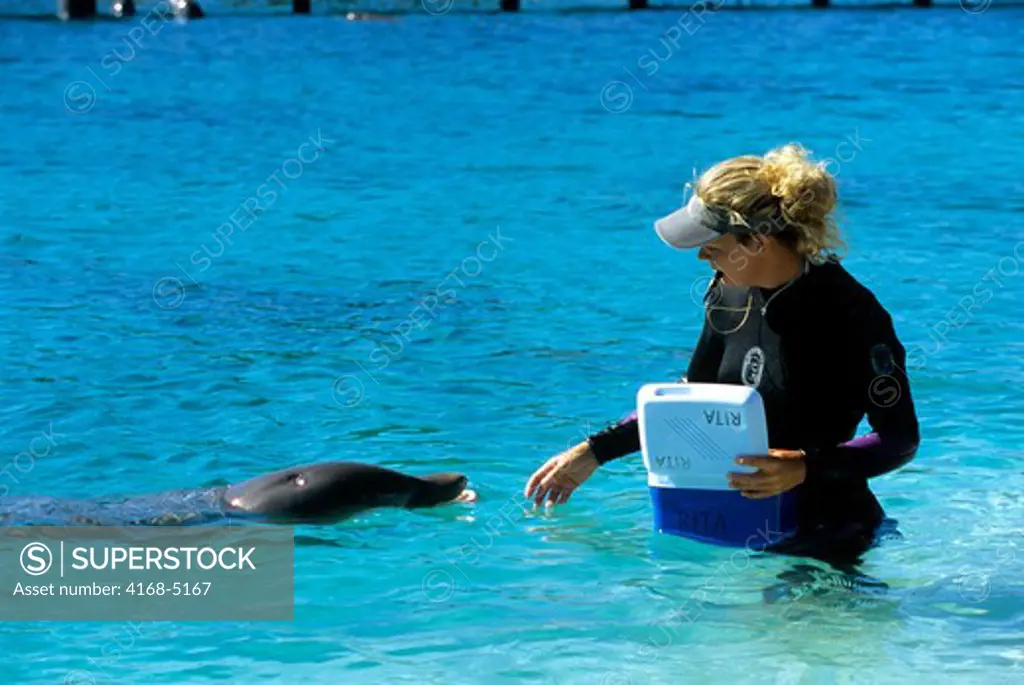 honduras, bay islands, roatan island, anthony's key resort, dolphin encounter, trainer feeding dolphin