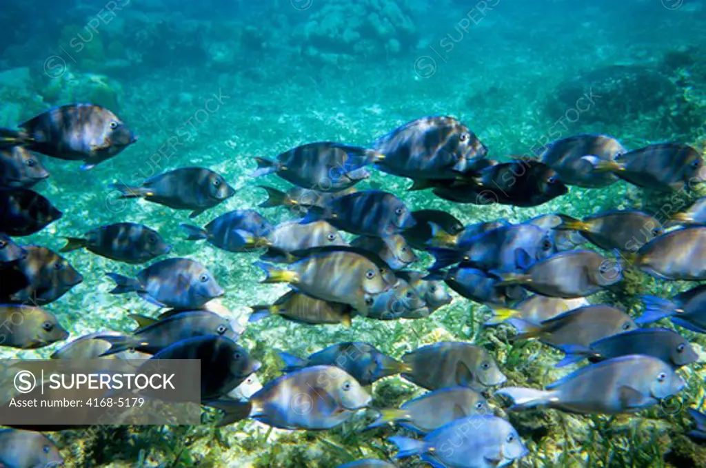 honduras, bay islands, roatan island, tabyana beach, school of blue tang fish