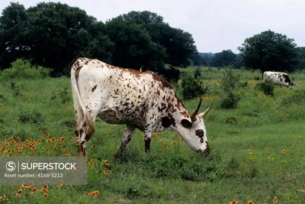 usa, texas, near wimberley, longhorn cow