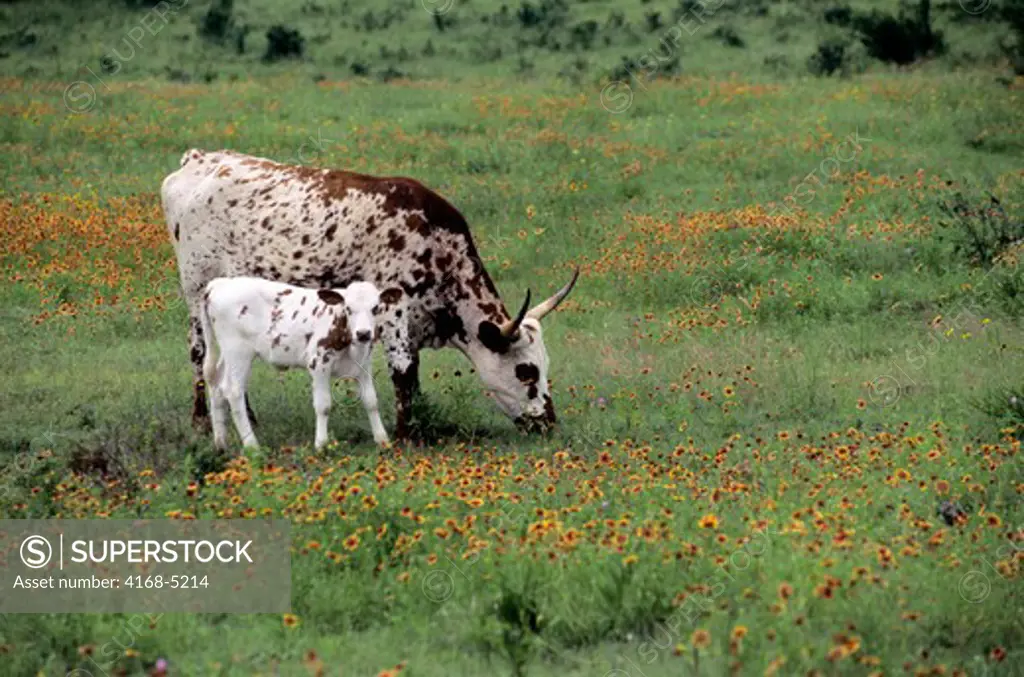 usa, texas, near wimberley, longhorn cow with calf, indian blanket flowers