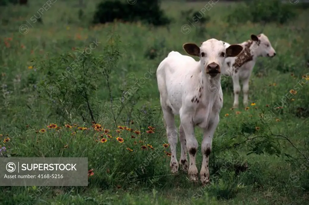 usa, texas, near wimberley, longhorn cow with calf, indian blanket flowers