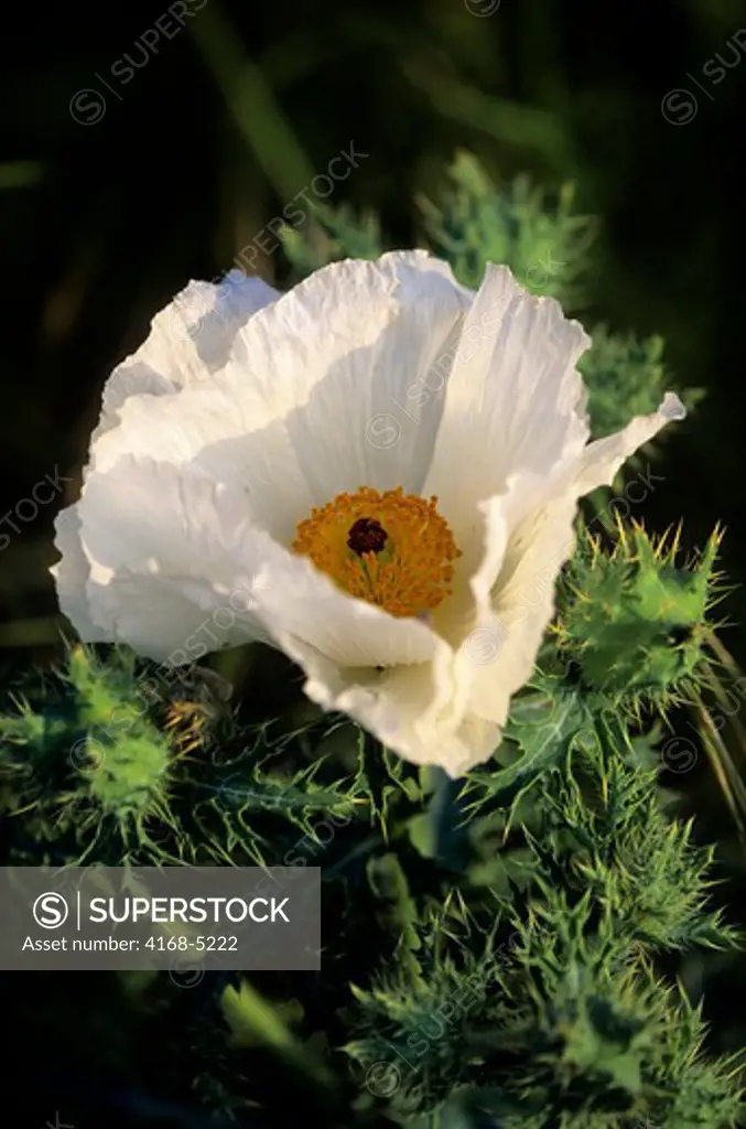 usa, texas, near wimberley, white prickly poppy, (argemone albiflora)