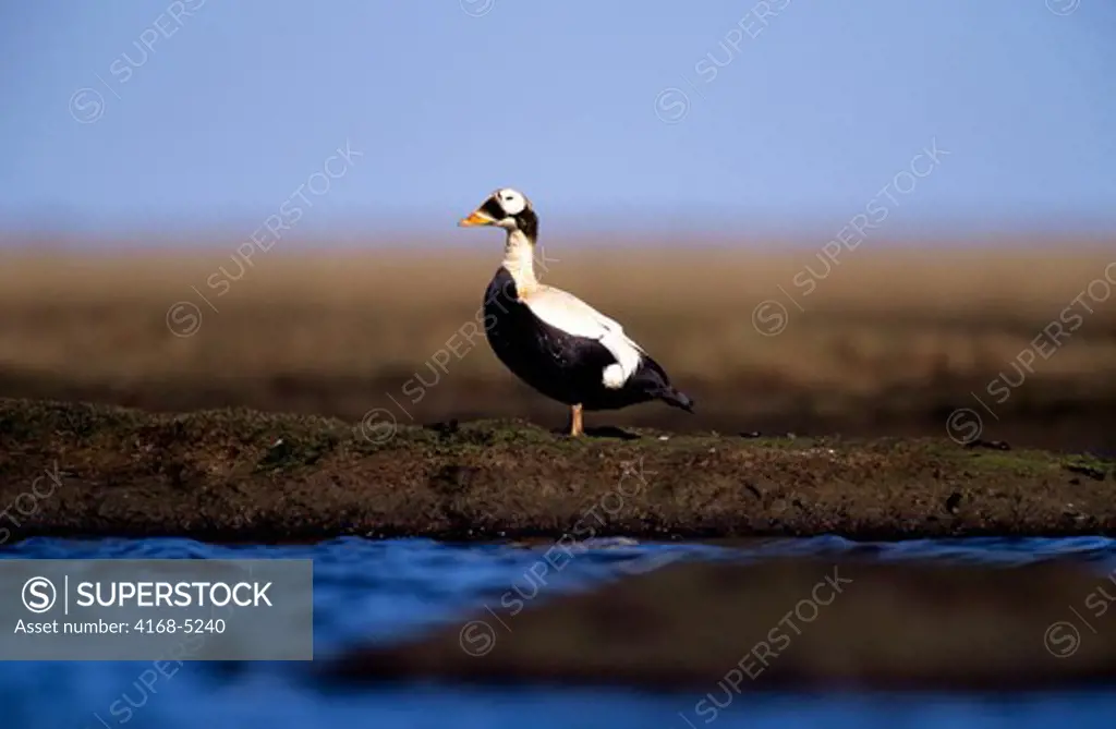 usa, alaska, yukon delta, hock slough camp area, spectacled eider ducks, male standing on shoreline