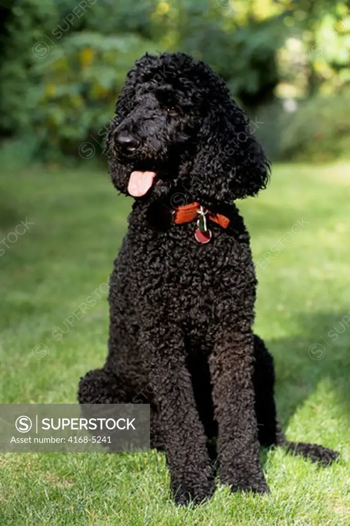 usa, 2 year old, male, standard poodle