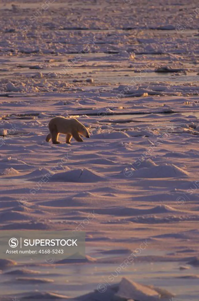 canada, manitoba, near churchill, polar bear walking on sea ice