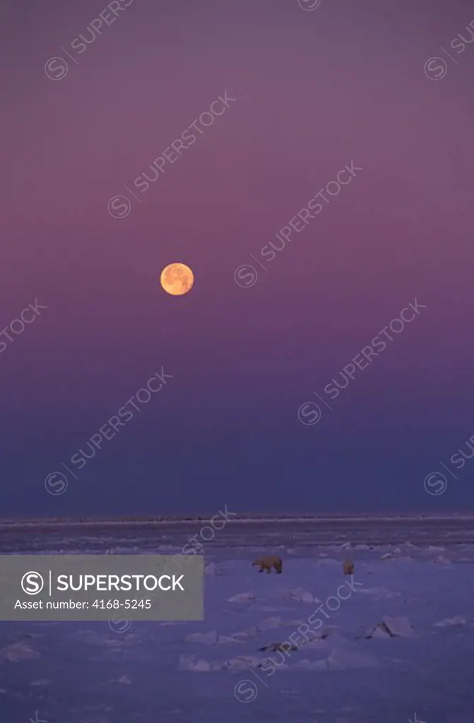 canada, manitoba, near churchill, hudson bay, pack ice, full moon, polar bears