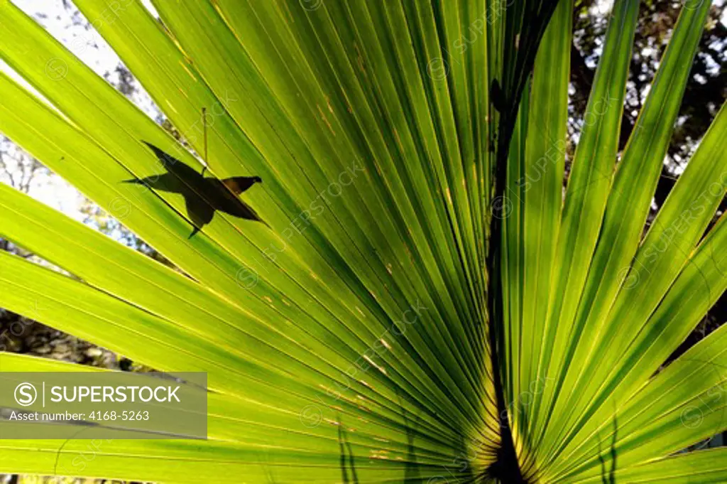usa, south carolina, near beaufort, hunting island state park, backlit dwarf palmetto palm tree leaf