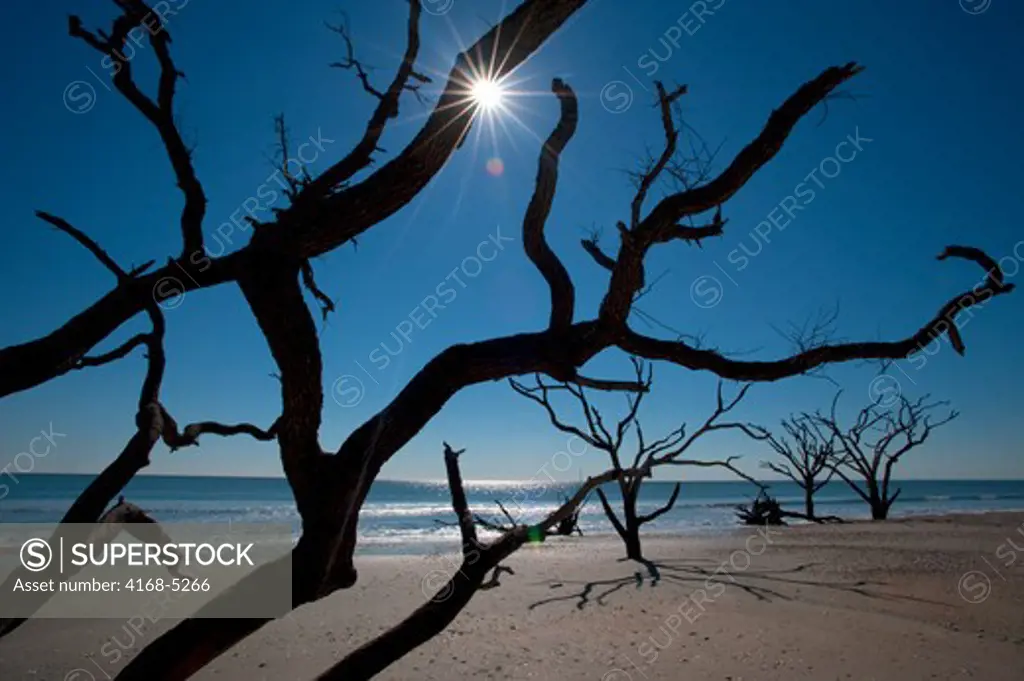 usa, south carolina, edisto island, botany bay, dead trees on beach, sunburst
