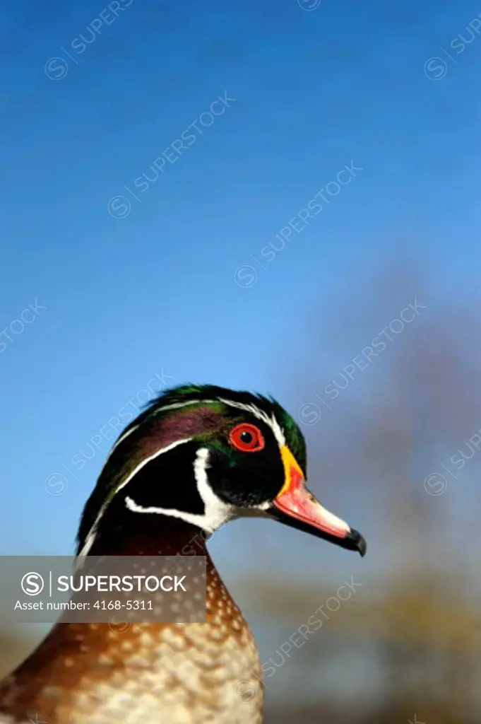 usa, washington state, skagit valley, close-up of wood duck (aix sponsa)