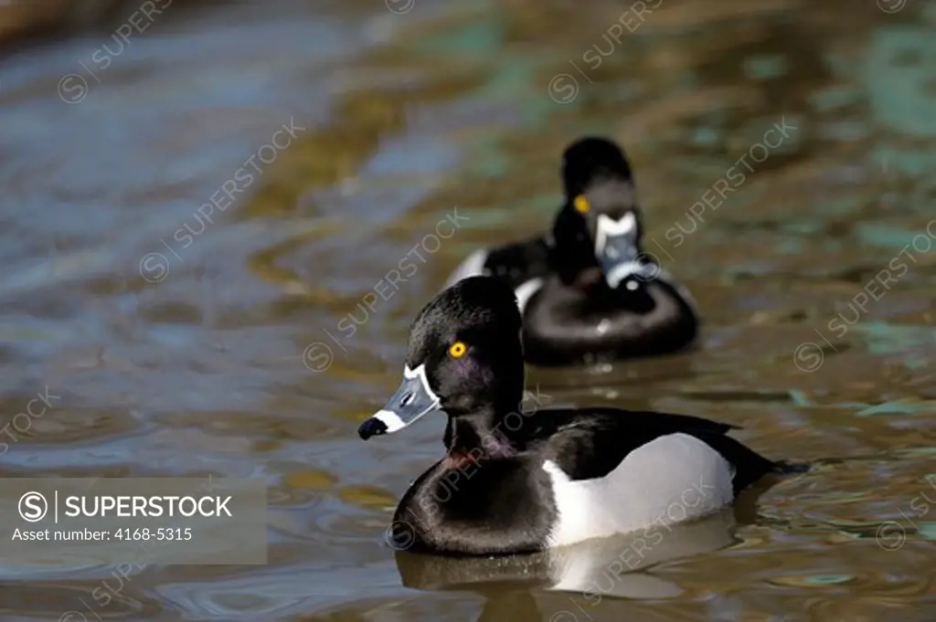 usa, washington state, skagit valley, ring-necked ducks (aythya collaris)