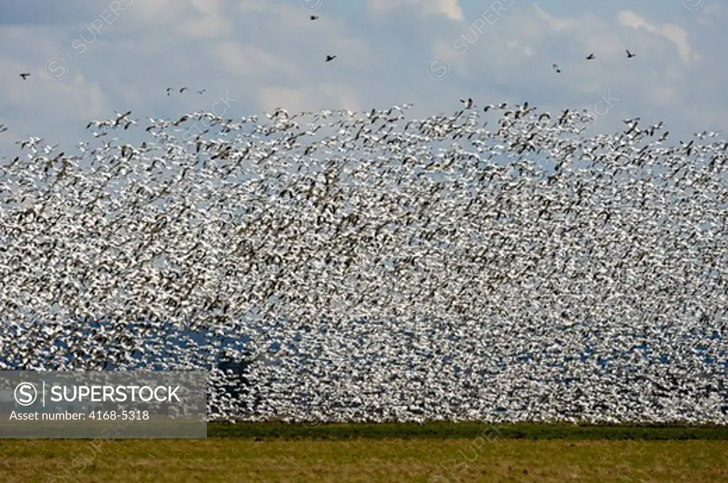 usa, washington state, skagit valley, snow geese (chen caerulescens) in flight