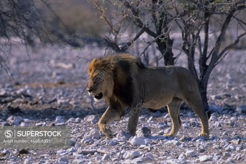 namibia, etosha national park, male lion (panthera leo)