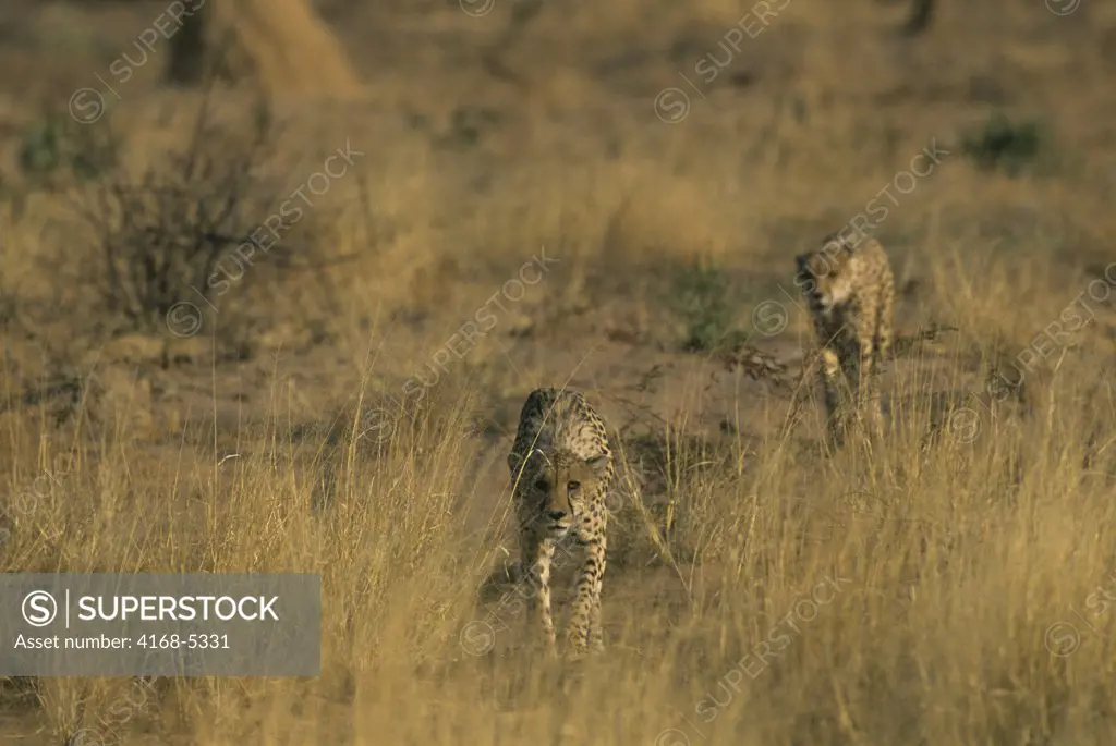 namibia, okonjima, cheetahs (acinonyx jubatus)