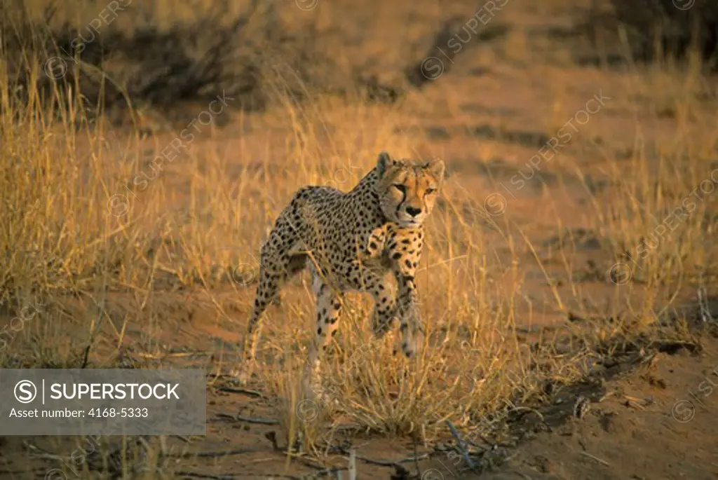 namibia, okonjima, cheetah jumping