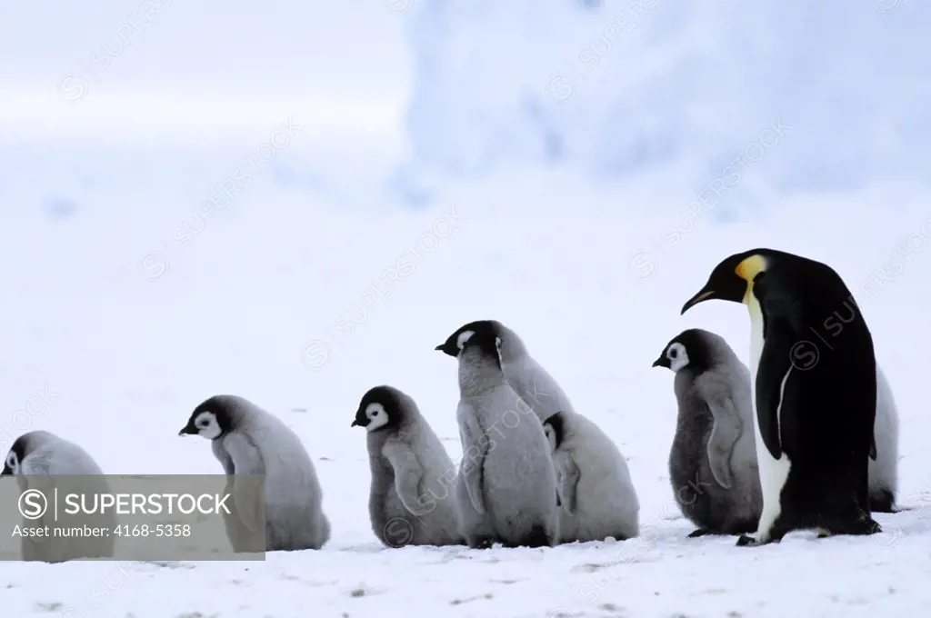 antarctica, riiser-larsen ice shelf, emperor penguin colony, adult with chicks, walking