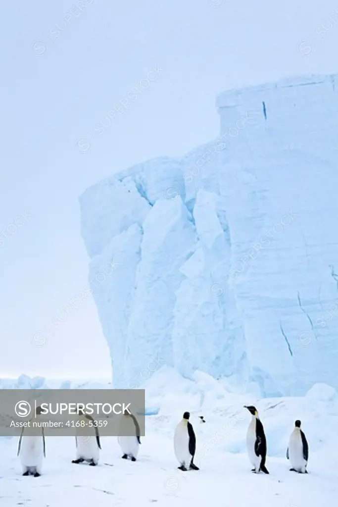 antarctica, riiser-larsen ice shelf, emperor penguins walking