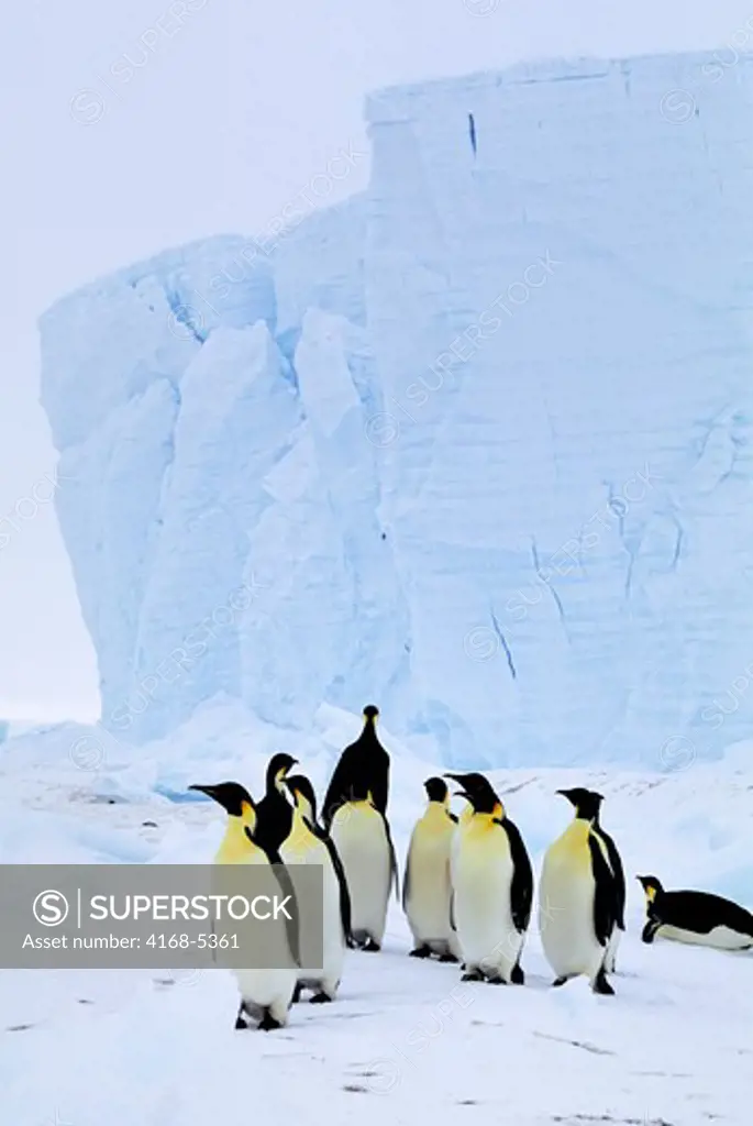 antarctica, riiser-larsen ice shelf, emperor penguins, tabular iceberg in background