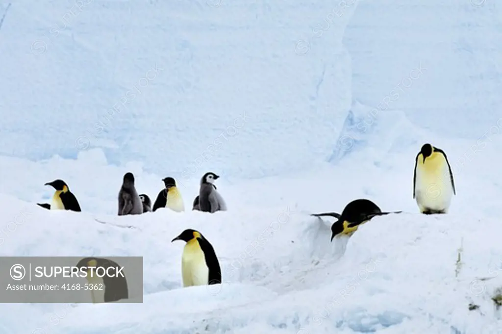 antarctica, riiser-larsen ice shelf, emperor penguins tobogganing down a slope