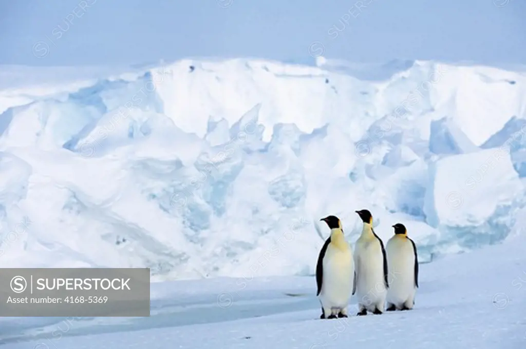 antarctica, riiser-larsen ice shelf, emperor penguins on fast ice, iceberg background