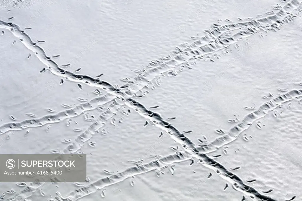 antarctica, weddell sea, pack ice, emperor penguin tobogganing tracks