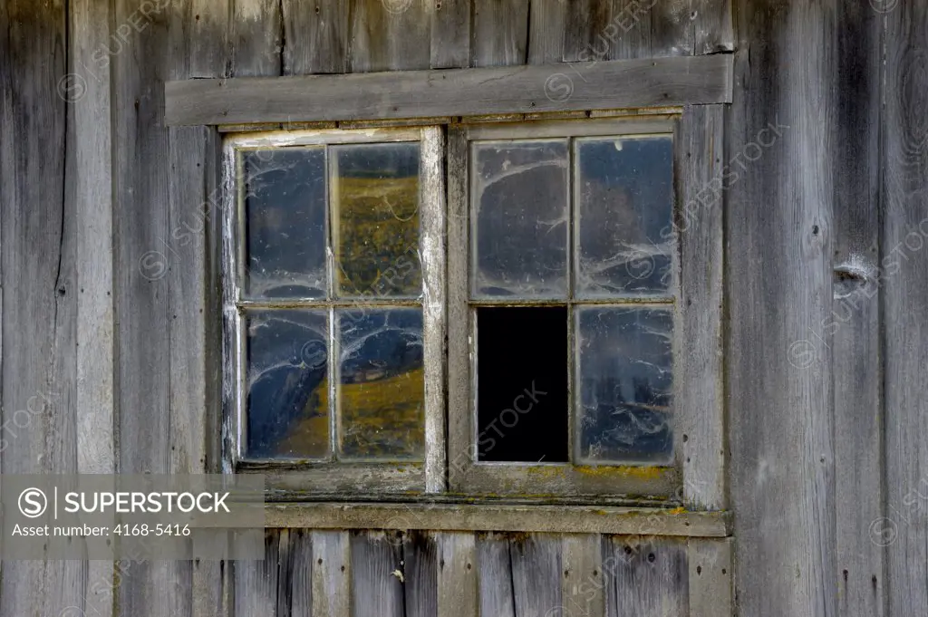 USA, WASHINGTON STATE, SKAGIT VALLEY, DAFFODIL FIELD REFLECTING IN WINDOW OF OLD BARN