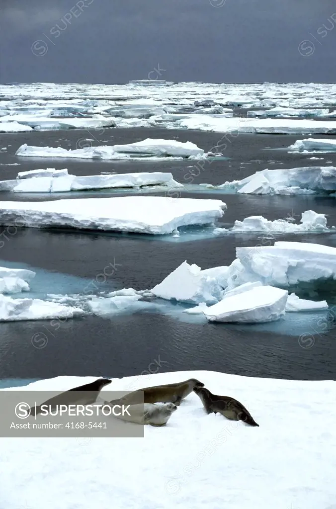 ANTARCTICA, CRABEATER SEALS ON AN ICEFLOE