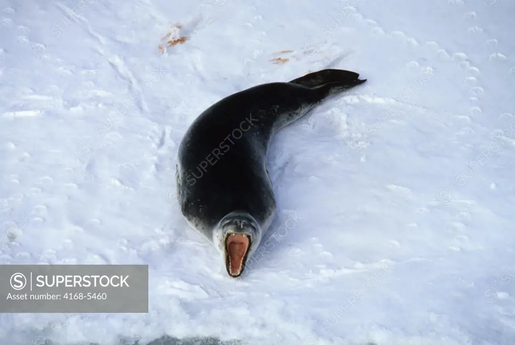 ANTARCTICA, LEOPARD SEAL ON AN ICEFLOE