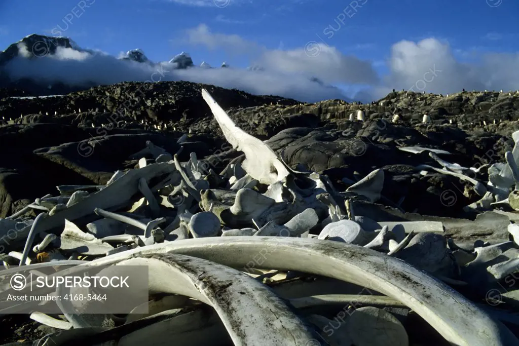ANTARCTICA, PORT LOCKROY, WHALE BONE REMAINS FROM EARLY WHALING ACTIVITY