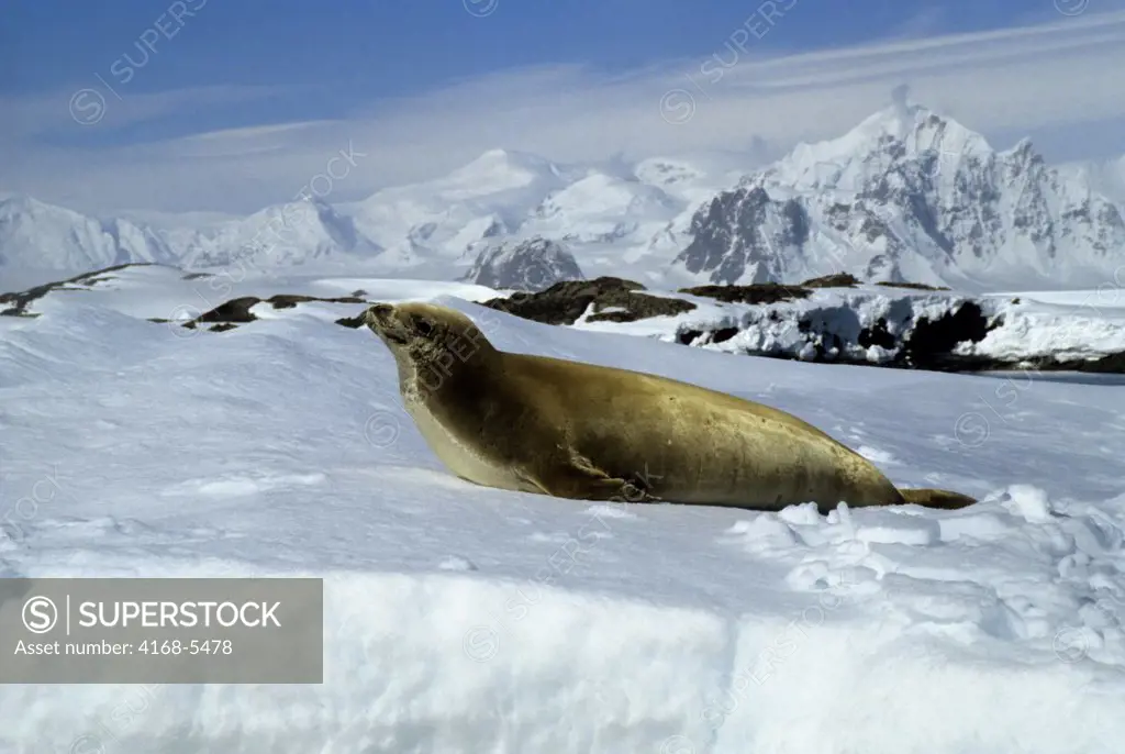 ANTARCTICA, CRABEATER SEAL ON ICEFLOE