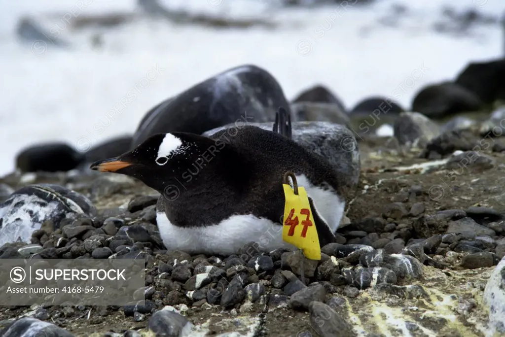 ANTARCTICA, KING GEORGE ISLAND, GENTOO PENGUIN COLONY, WITH MARKED NESTS FOR RESEARCH