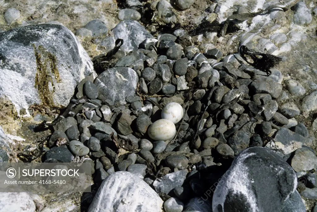 ANTARCTICA, KING GEORGE ISLAND, GENTOO PENGUIN COLONY, NEST WITH TWO EGGS