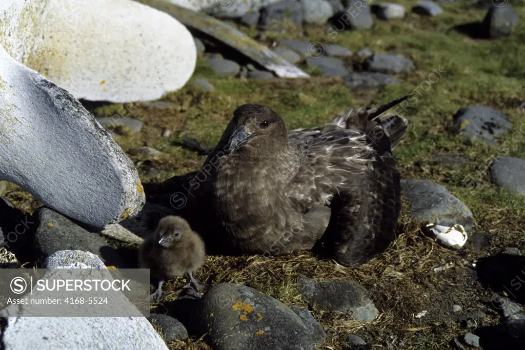 ANTARCTICA, KING GEORGE ISLAND, SKUA WITH CHICK NESTING BETWEEN WHALE BOONES