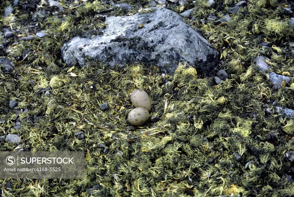 ANTARCTICA, KING GEORGE ISLAND, SKUA NEST BUILT OUT OF LICHENS, EGGS