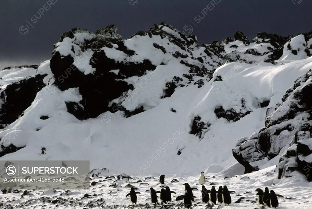 ANTARCTICA, SOUTH SHETLAND IS PENGUIN ISLAND, ADELIE PENGUINS AND CHINSTRAP PENGUIN