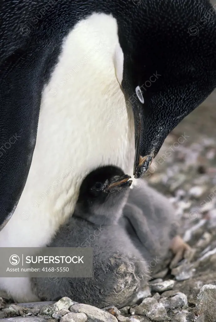 ANTARCTICA, SOUTH SHETLAND IS KING GEORGE ISLAND, LION'S RUMP, ADELIE PENGUIN WITH CHICKS