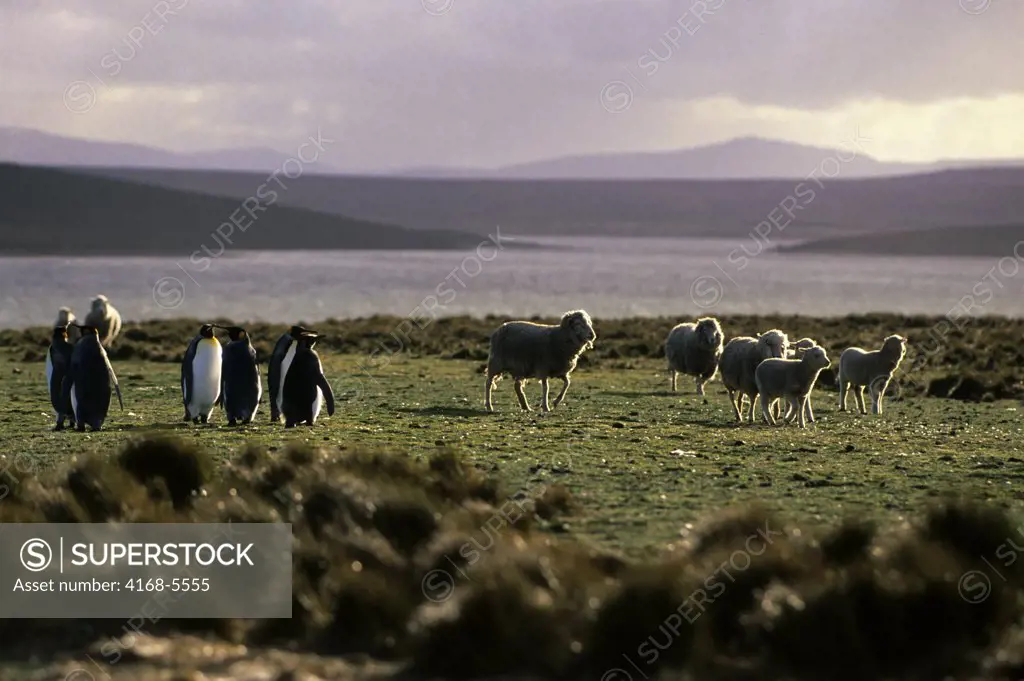 FALKLAND ISLAND, VOLUNTEER POINT, SHEEP & KING PENGUINS